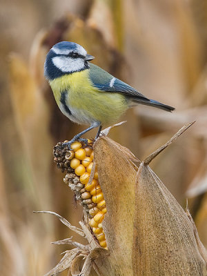 Pimpelmees; Blue Tit