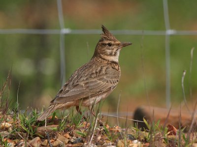 Kuifleeuwerik; Crested Lark