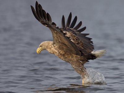 Zeearend; White-tailed Eagle