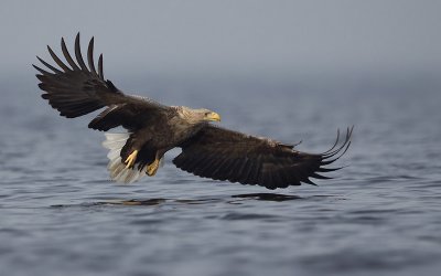 Zeearend; White-tailed Eagle