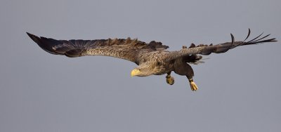 Zeearend; White-tailed Eagle