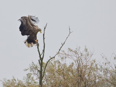 Zeearend; White-tailed Eagle