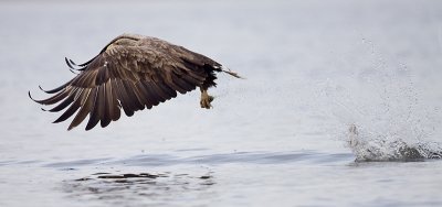 Zeearend; White-tailed Eagle