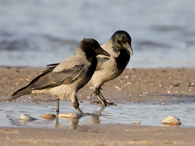 Bonte Kraai; Hooded Crow