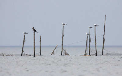 Oderdelta; Poland