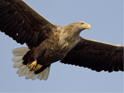 Zeearend; White-tailed Eagle