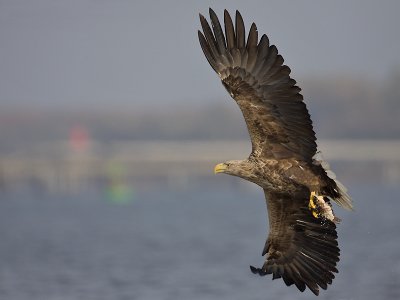 Zeearend; White-tailed Eagle