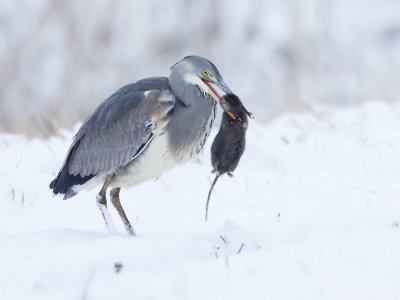 Blauwe Reiger; Grey Heron: Almere
