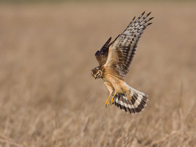 Blauwe Kiekendief: Hen Harrier