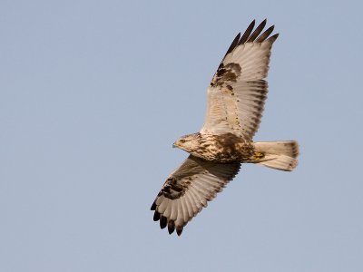 Ruigpoot; Rough-legged Buzzard