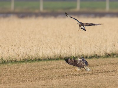 Ruigpoot; Rough-legged Buzzard