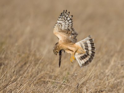 Blauwe Kiekendief: Hen Harrier