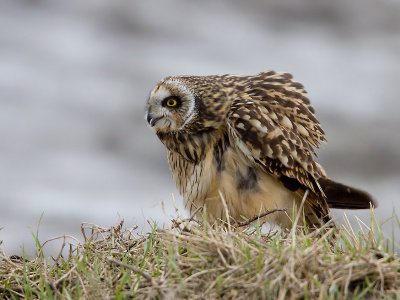 Velduil; Short-eared Owl