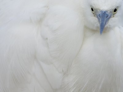 Kleine Zilverreiger; Little Egret