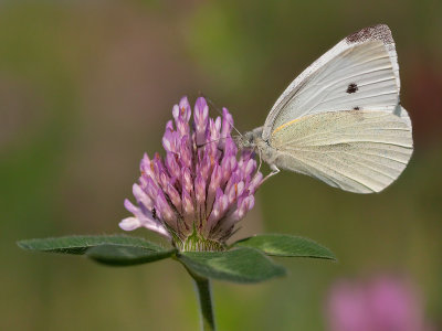 Klein Koolwitje; Small White