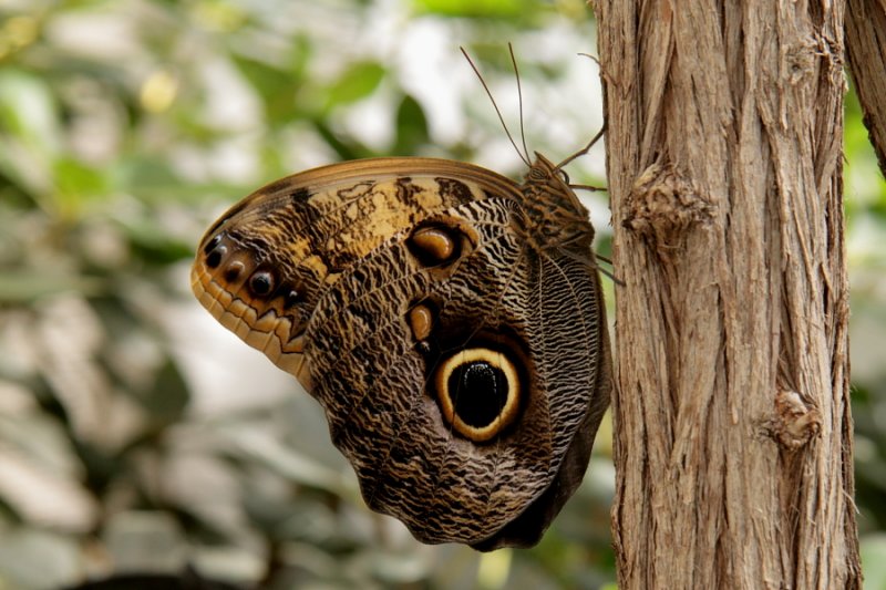 Papillon-Chouette