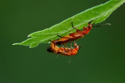 Duo acrobate!