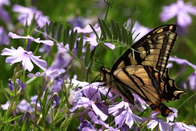 Papillon Tigr du Canada