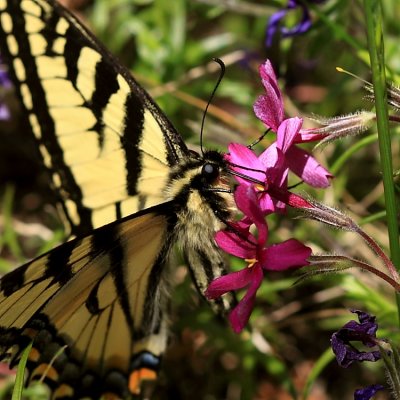 Papilio canadensis