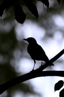 Oiseaux  /  Birds