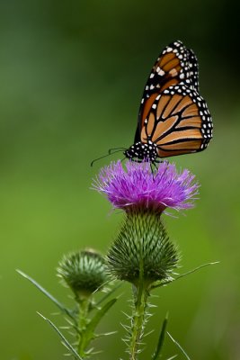 Madame Butterfly