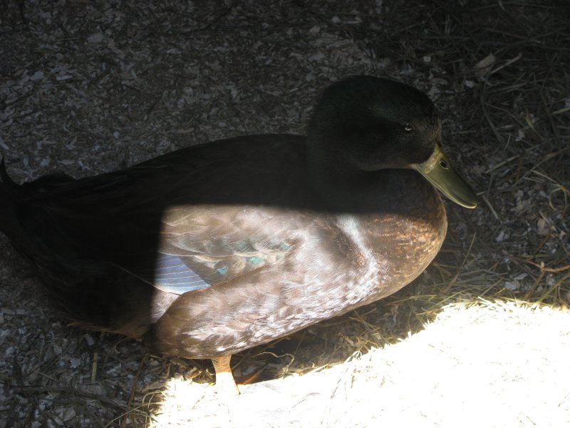 IMG_1300.JPG