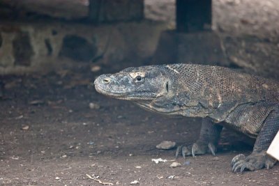 Komodo National Park-128.jpg