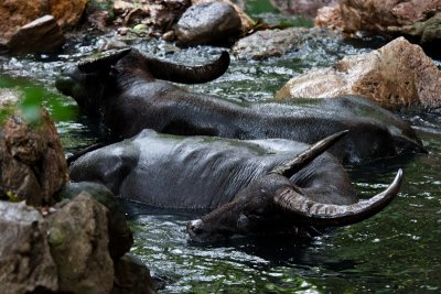 Komodo National Park-132.jpg