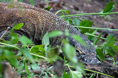 Komodo National Park-138.jpg