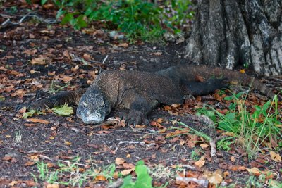 Komodo National Park-143.jpg