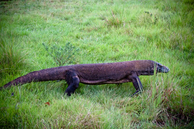 Komodo National Park-153.jpg