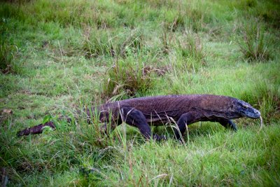 Komodo National Park-155.jpg