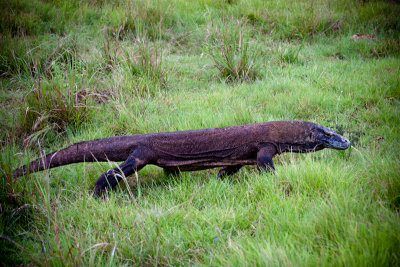 Komodo National Park-156.jpg