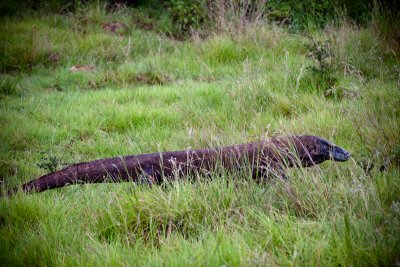 Komodo National Park-157.jpg