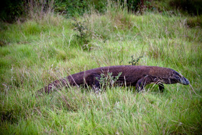 Komodo National Park-159.jpg
