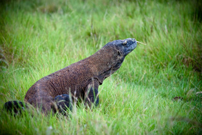 Komodo National Park-164.jpg