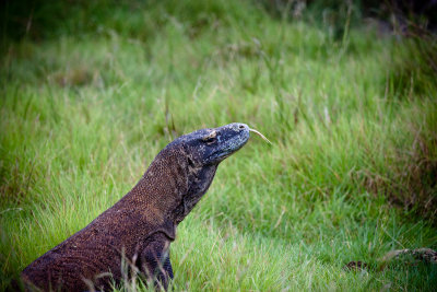 Komodo National Park-167.jpg