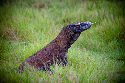 Komodo National Park-168.jpg