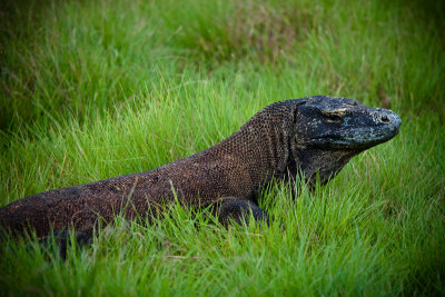 Komodo National Park-171.jpg