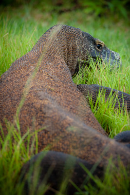 Komodo National Park-172.jpg
