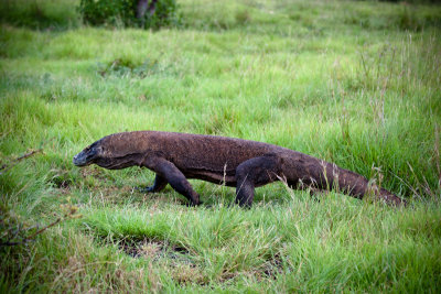Komodo National Park-178.jpg