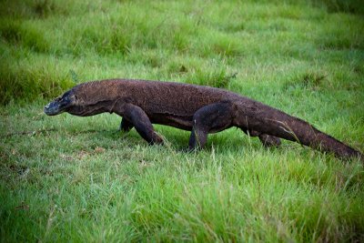 Komodo National Park-179.jpg