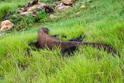 Komodo National Park-236.jpg