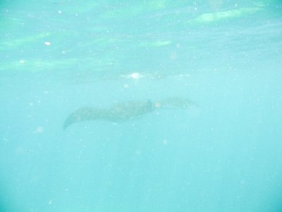 underwater indonesia-115.jpg