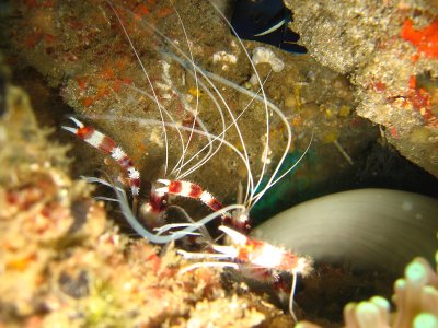 underwater indonesia-152.jpg