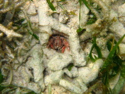 Diving and Snorkeling Indonesia