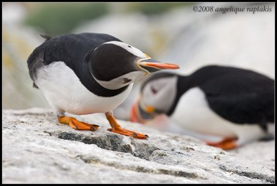 a puffin peers into a hole in the rock