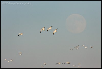 _ADR6232 snow geese and moon wf.jpg