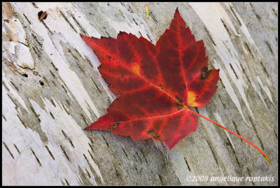 _ADR6629 red leaf wf.jpg