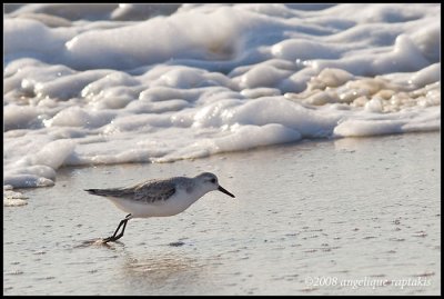 _MG_9953 sanderling wf.jpg